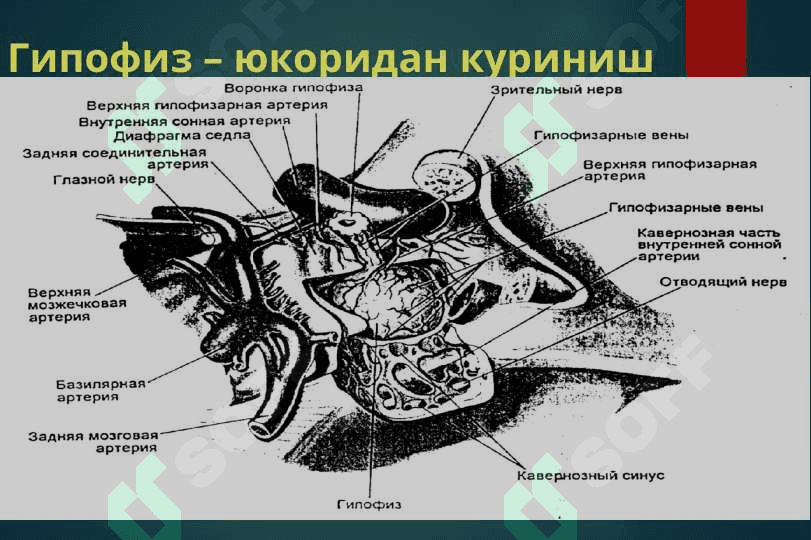 акромегалия, гипофизар нанизм, кандсиз диабет 5