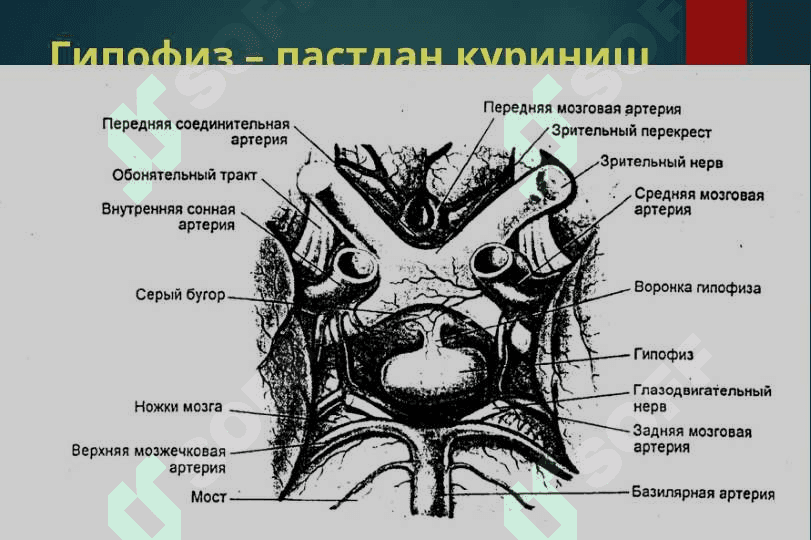 акромегалия, гипофизар нанизм, кандсиз диабет 6