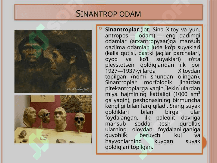 : Avstrolopitek, kramanyon, sinantrop, petikantrop, neandertal odamlar. 8