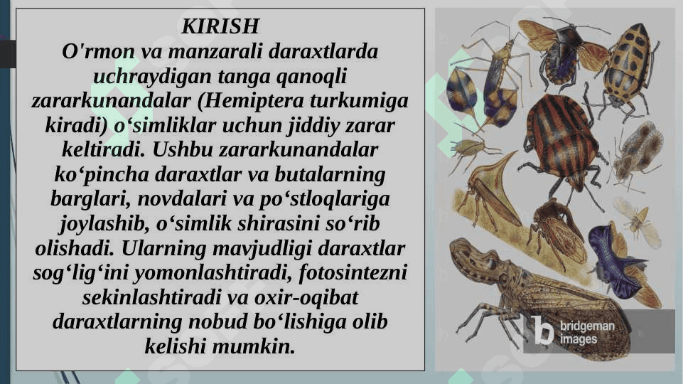 O‘rmon va manzarali daraxtlarda uchraydigan tanga qanoqli zararkunandalari bilan tanishish 3