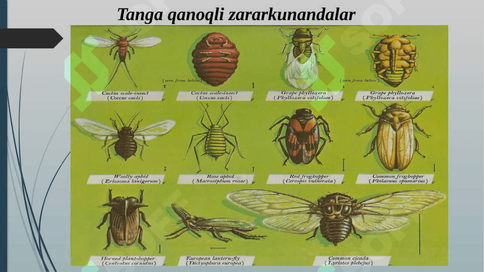 O‘rmon va manzarali daraxtlarda uchraydigan tanga qanoqli zararkunandalari bilan tanishish 4