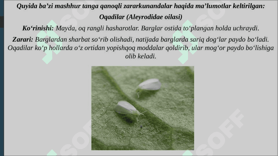 O‘rmon va manzarali daraxtlarda uchraydigan tanga qanoqli zararkunandalari bilan tanishish 5