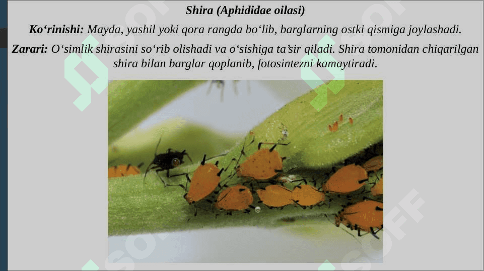 O‘rmon va manzarali daraxtlarda uchraydigan tanga qanoqli zararkunandalari bilan tanishish 6