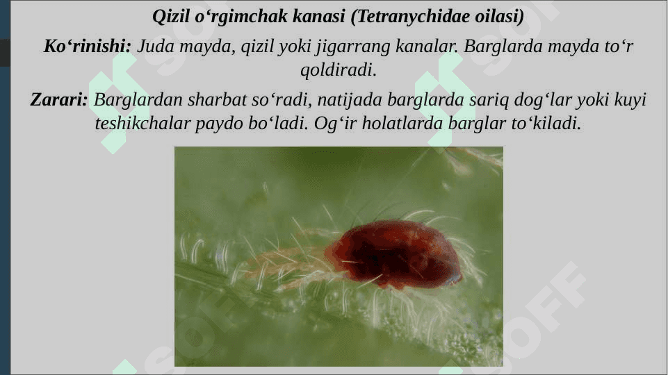 O‘rmon va manzarali daraxtlarda uchraydigan tanga qanoqli zararkunandalari bilan tanishish 8