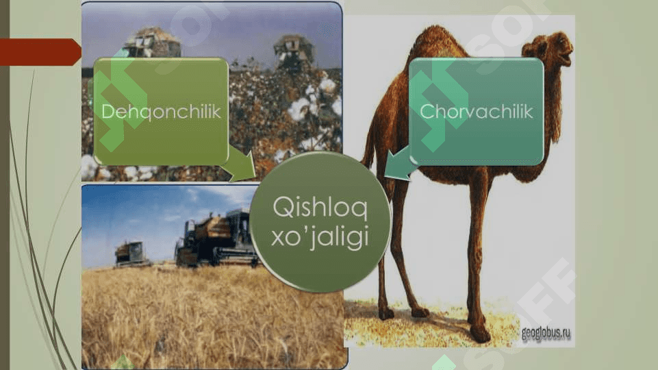 Qishloq xoʻjaligi tarmoqlari tarkibi 4