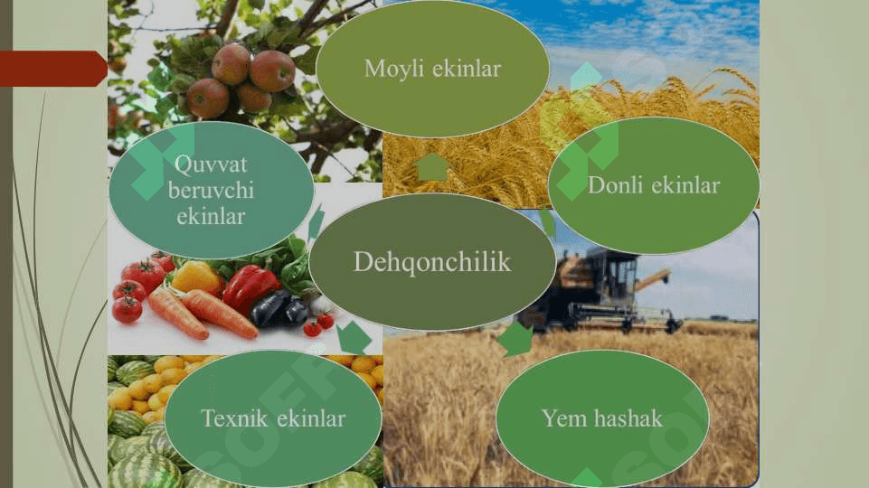 Qishloq xoʻjaligi tarmoqlari tarkibi 5