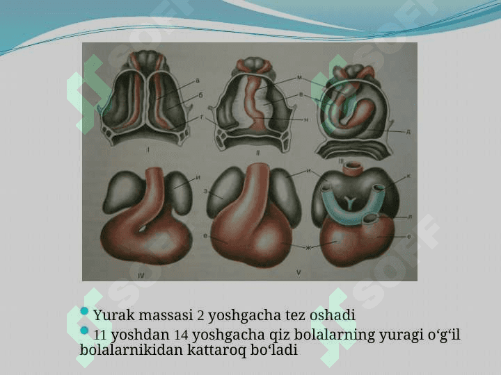 BOLALARDA YURAK-QON TOMIR TIZIMINING ANATOMO-FIZIOLOGIK XUSUSIYATLARI 3