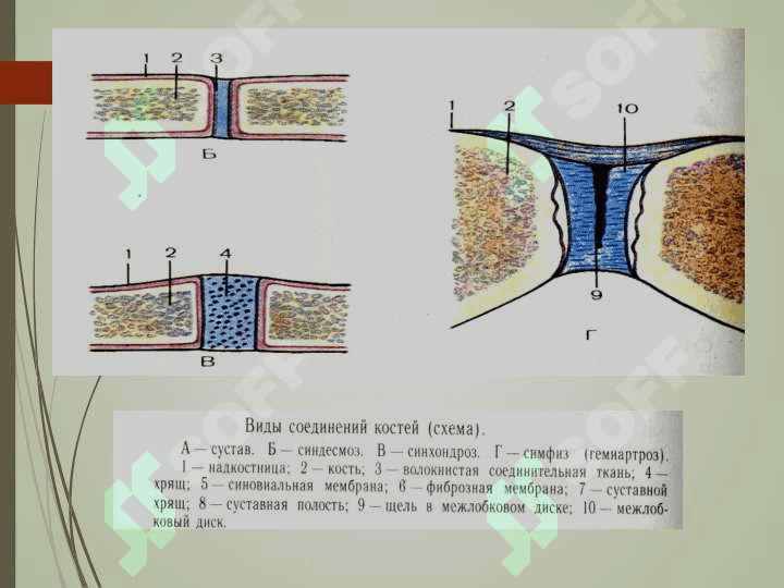 АРТРОЛОГИЯ 6
