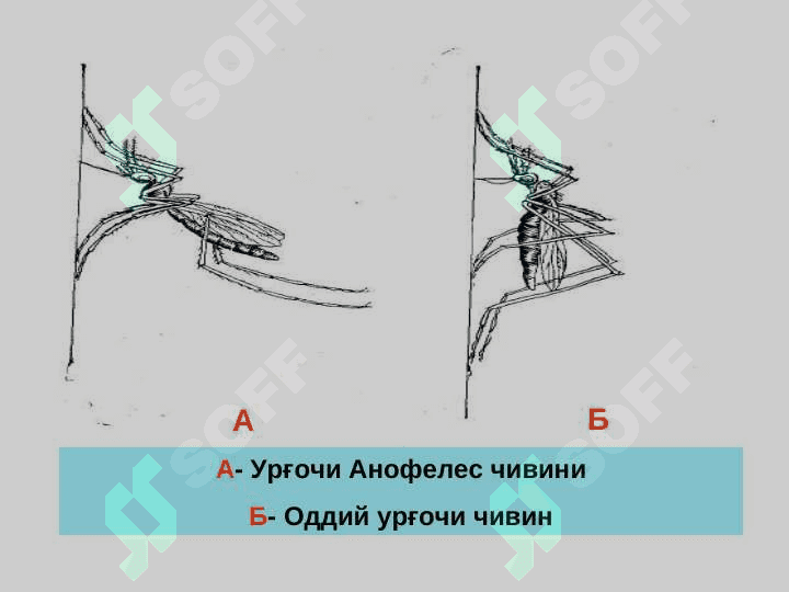 БЕЗГАК (МАЛЯРИЯ, MALARIA 6