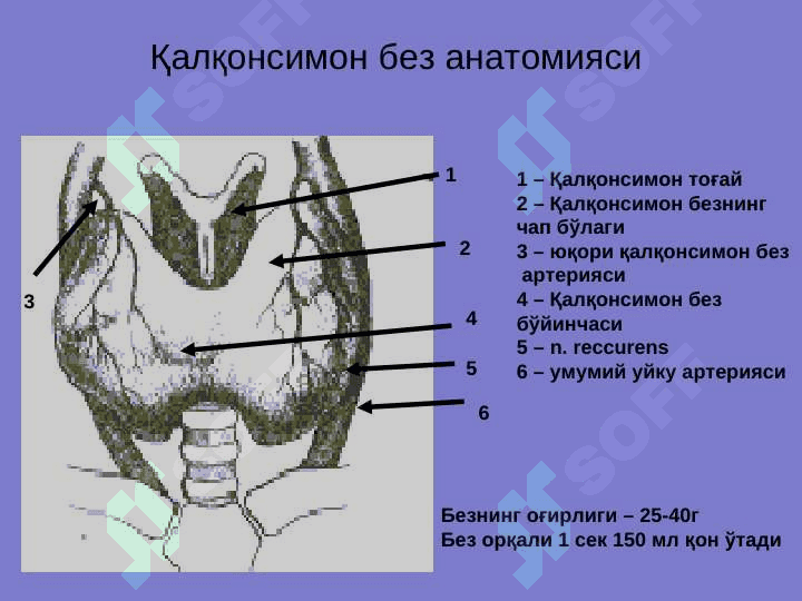 ҚАЛҚОНСИМОН  БЕЗ КАСАЛЛИКЛАРИ 2