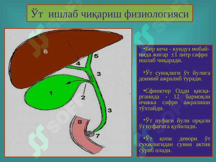 Ўт тош ва тошсиз холецистит 4