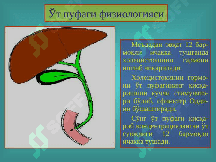 Ўт тош ва тошсиз холецистит 5