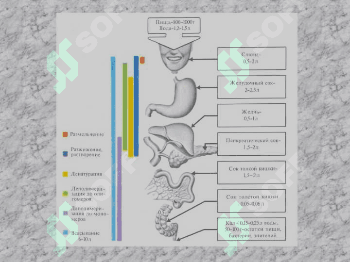Ҳазм қилиш аъзоларининг функциялари, оғиз бўшлиғида ҳазм қилиш 6
