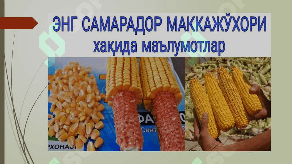shirin makkajo'xori navlari tasnifi va yetishtirish       texnologiyasi 2