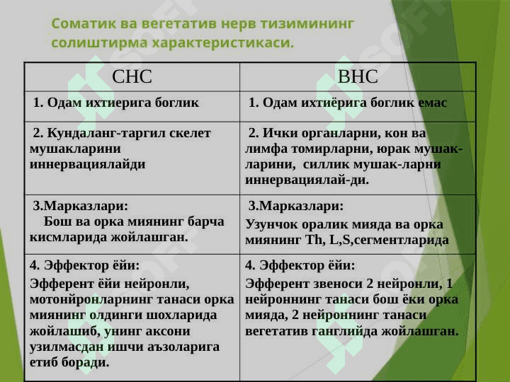 Вегетатив нерв тизими 2