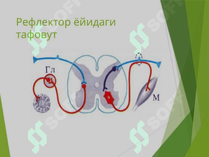 Вегетатив нерв тизими 3