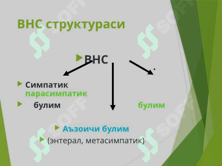 Вегетатив нерв тизими 5
