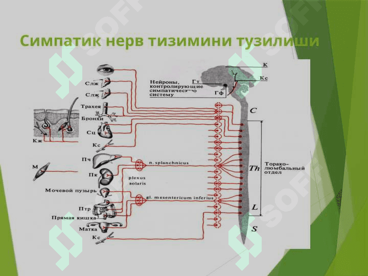 Вегетатив нерв тизими 7