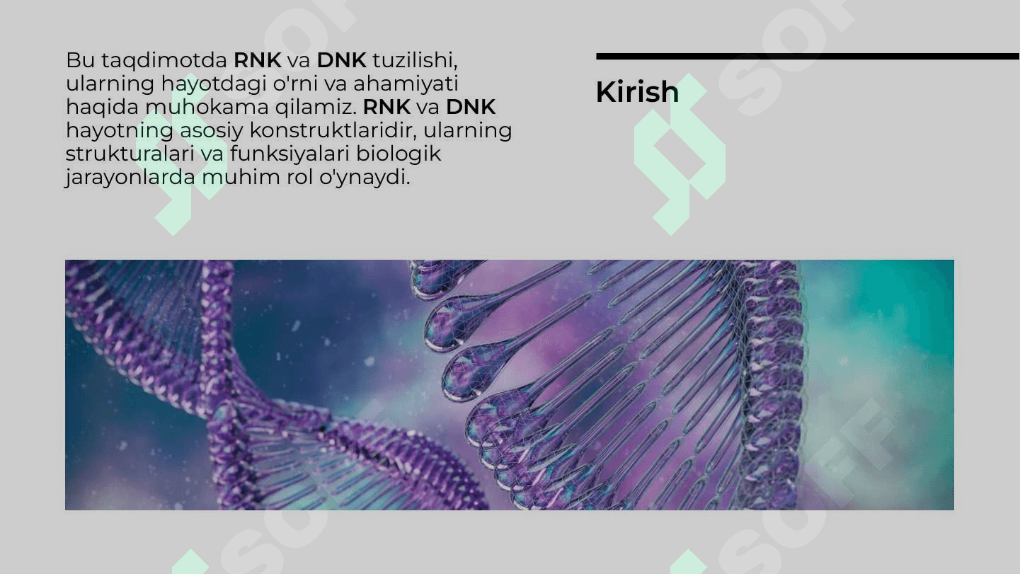 RNK va DNK tuzilishi 2