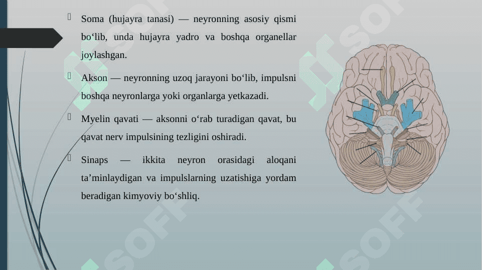 NERV SISTEMASI NEYRON VA ORQA MIYANING TUZILISHI 4