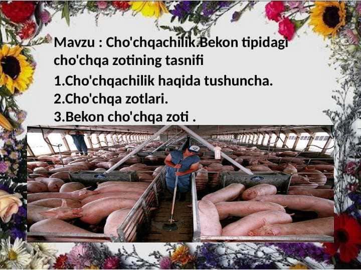 Cho'chqachilik.Bekon tipidagi cho'chqa zotining tasnifi