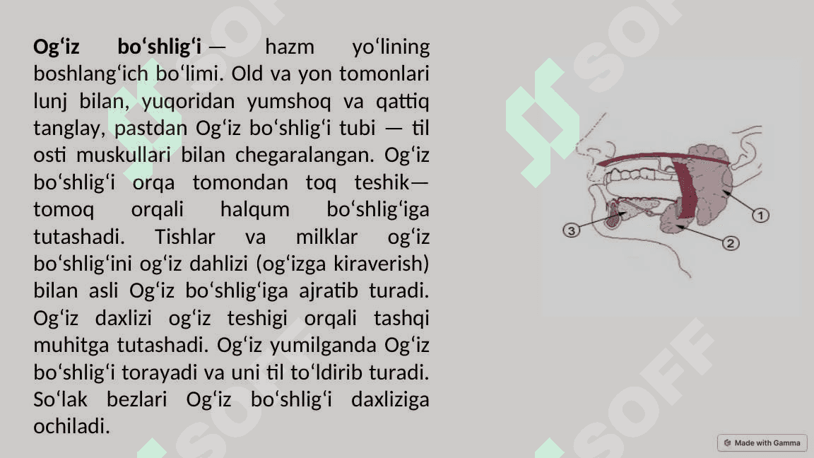 Oziqlanish funksional tizimida shakllanishida ogʻiz boʻshligining roli 3