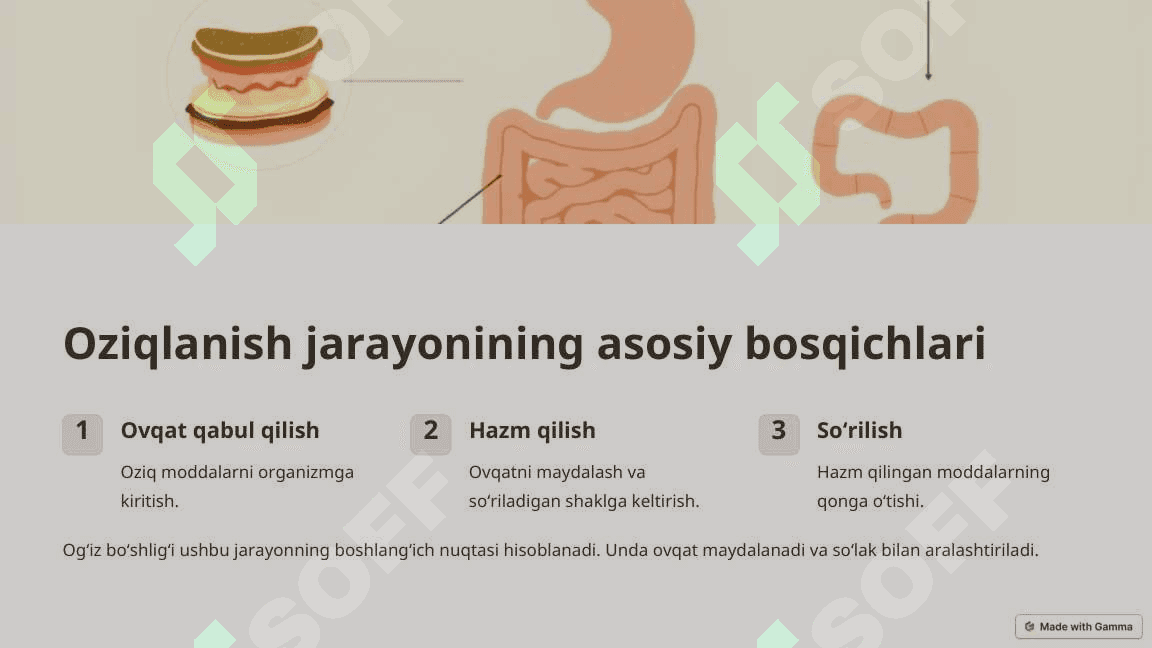 Oziqlanish funksional tizimida shakllanishida ogʻiz boʻshligining roli 4