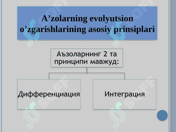 Odam a’zolarining onto-filogenezi 3