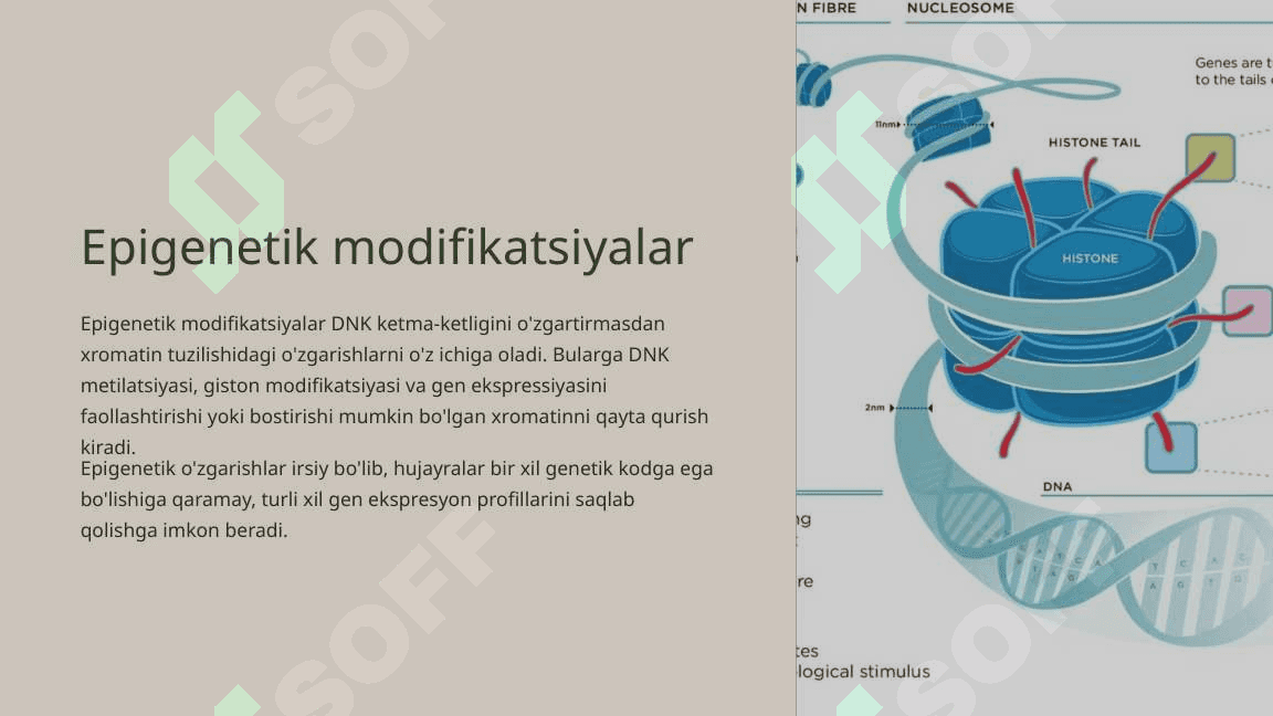 Gen faoliyatining  Boshqarilishi, Hujayra differensirofkasi 6