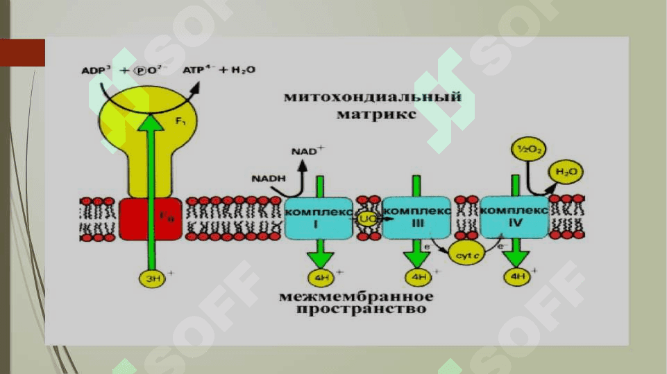 Biologik oksidlanish. Katabolizmning umumiy yo'llari 3