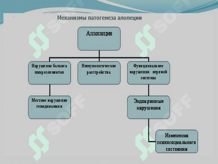 Алопеция 7