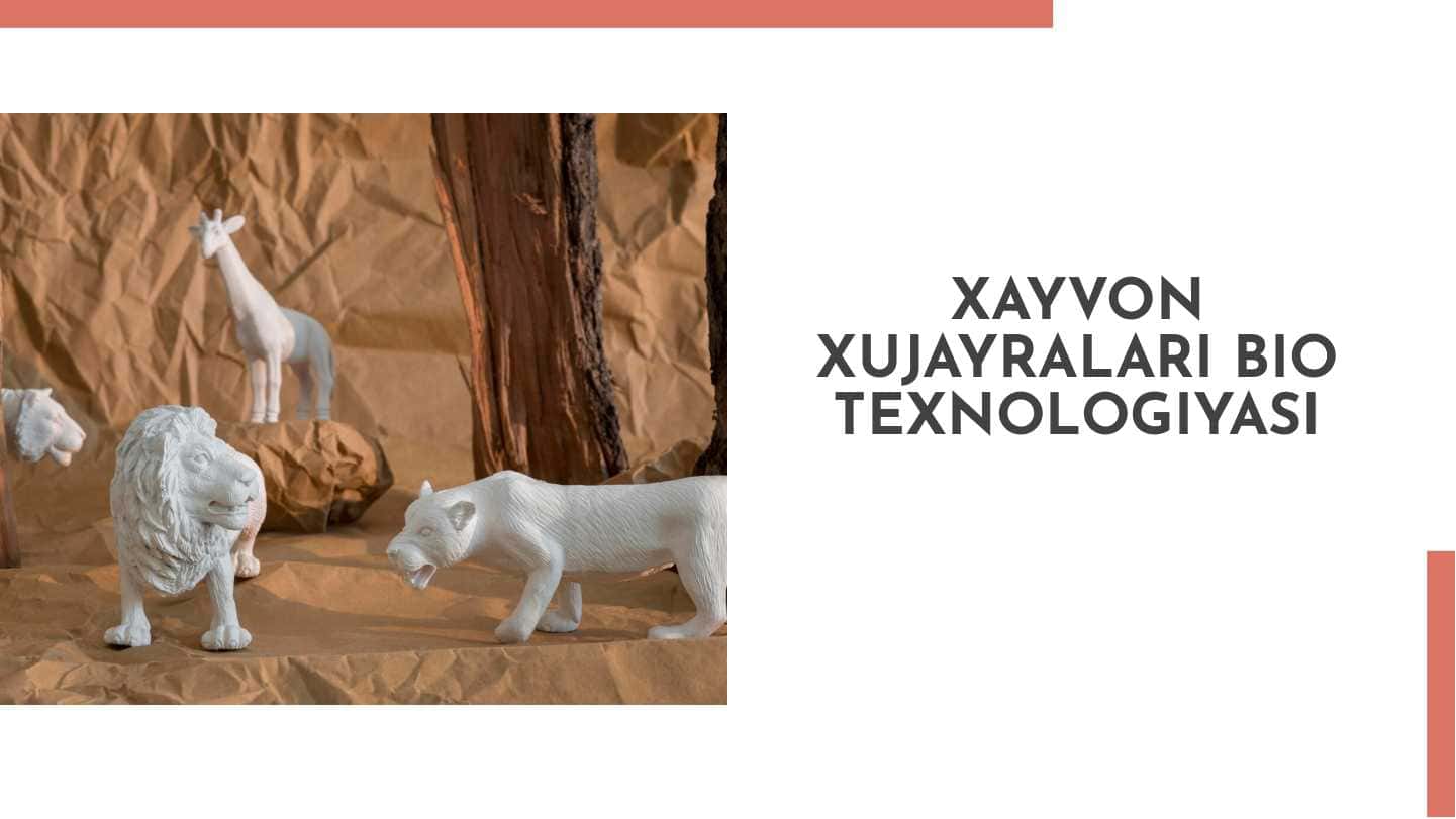 Xayvon xujayralari bio texnologiyasi 1
