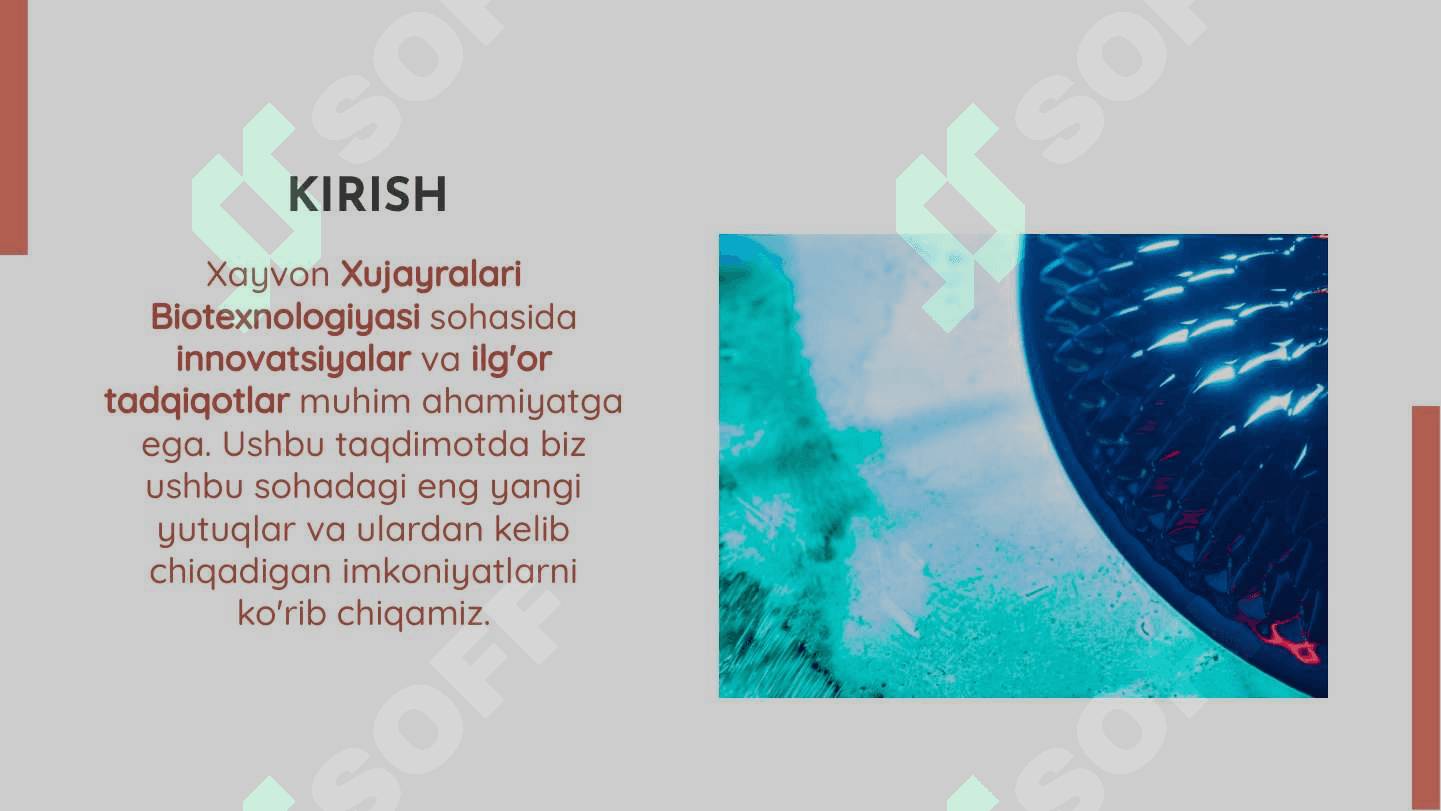Xayvon xujayralari bio texnologiyasi 2