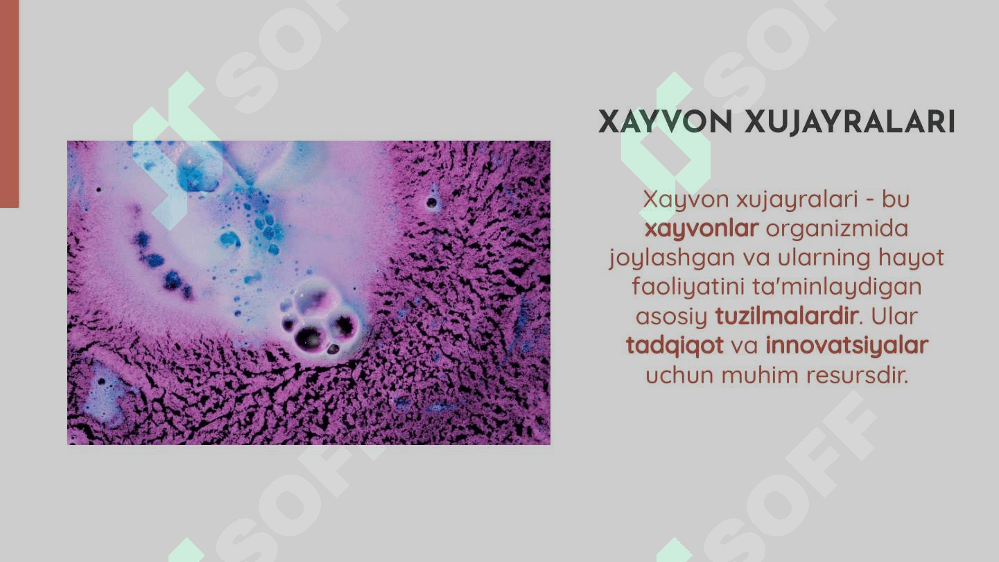 Xayvon xujayralari bio texnologiyasi 4