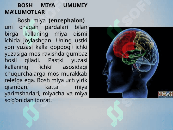 Bosh miya va uning tuzilishi 5