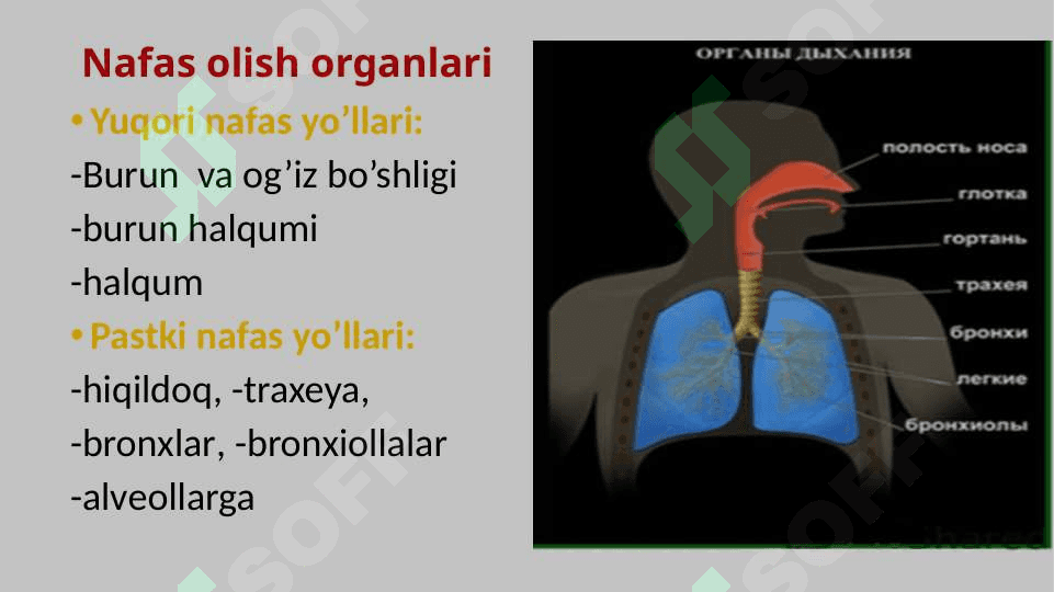 Nafas  olish  tizimi slayd 4