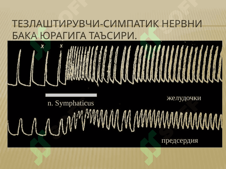 Юракнинг утказиш тизими 8