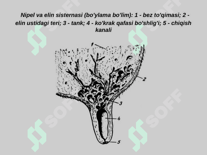 Sut bezining gitomorfologiyasi va uning organizmdagi ahamiyati 3