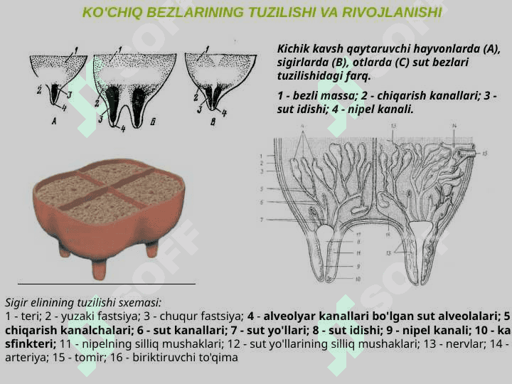 Sut bezining gitomorfologiyasi va uning organizmdagi ahamiyati 5