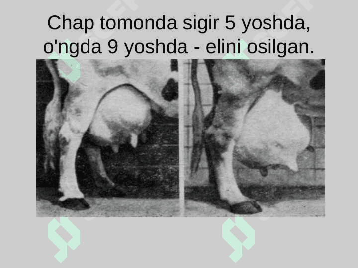 Sut bezining gitomorfologiyasi va uning organizmdagi ahamiyati 6
