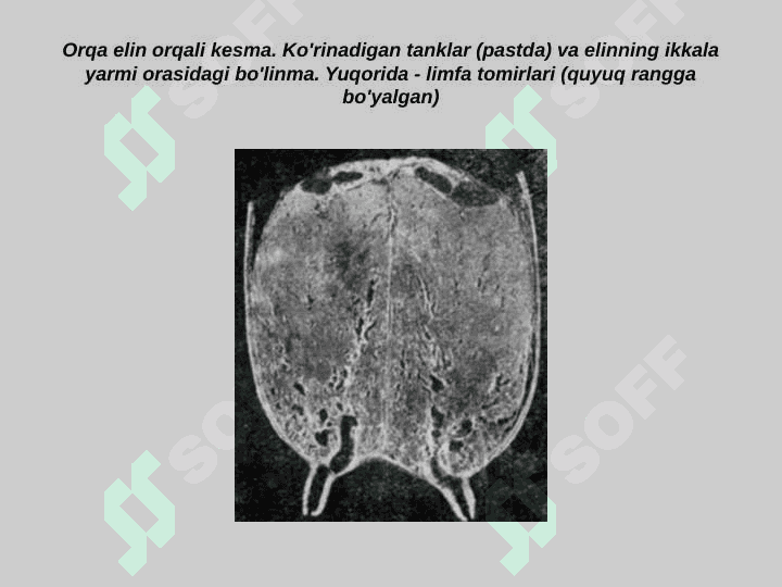 Sut bezining gitomorfologiyasi va uning organizmdagi ahamiyati 8