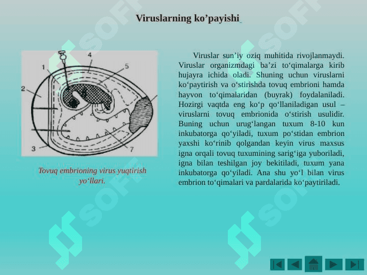 Virusalogiyada qo’llaniladigan zamonaviy diagnostika usullari 8