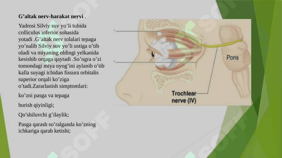 “Nerv sistemasi 8
