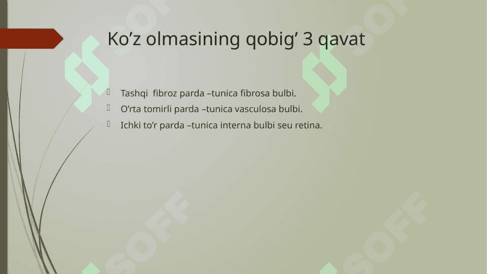 Ko’ruv a’zolari 4