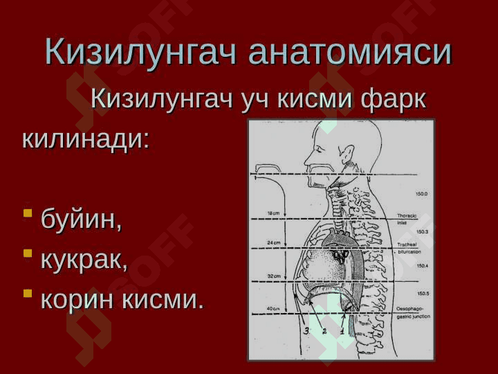 Кизилунгач саратони 2