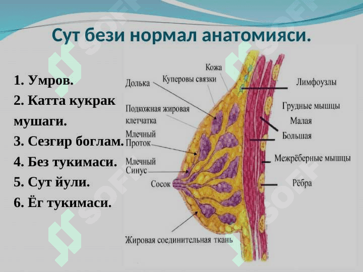 Сут бези  саратони 3