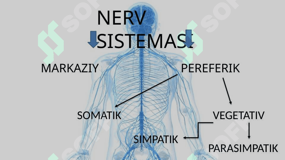 Vegetativ nerv tizimi 3
