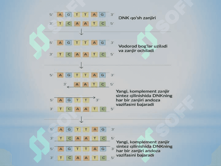 DNK mutatsiya,shikastlanishi va reparasiya 7