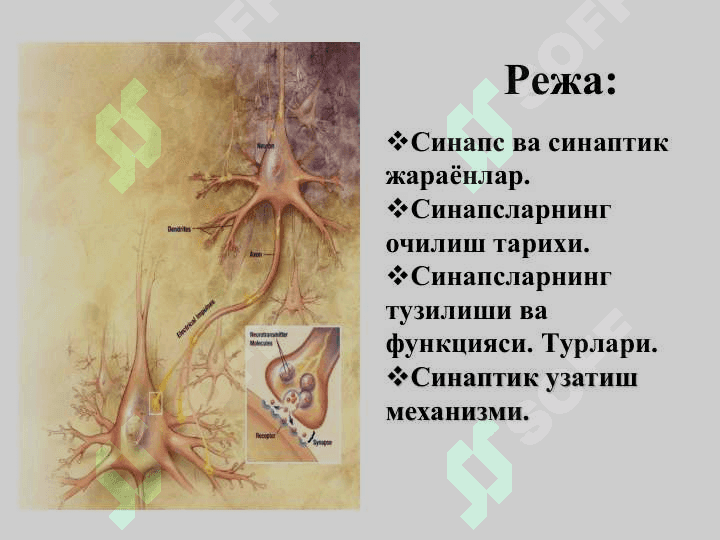 Синапс ва синаптик жараёнлар 2