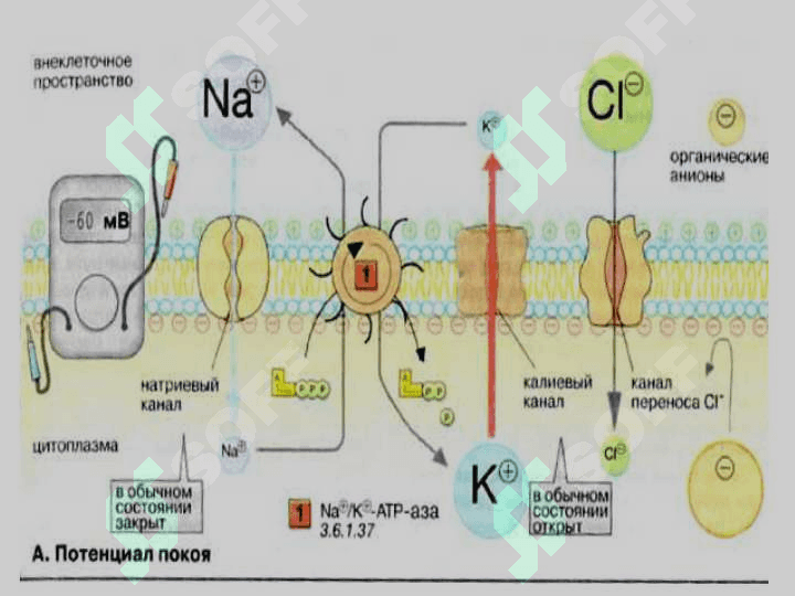 Membranaviy potensiallar.Tinchlik potensiali.Kollodiy membrana orqali vujudga keladigan potensiallar farqi. 6